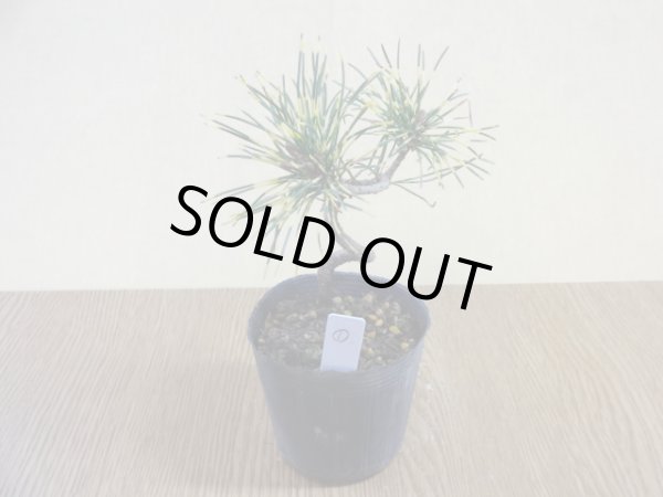 画像2: 斑入五葉松 花火(1) (2)