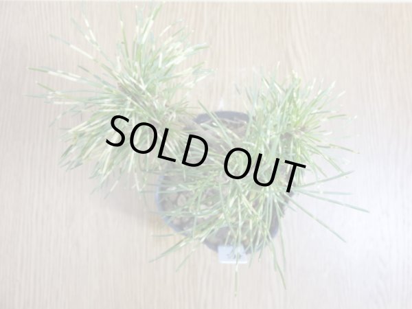 画像3: 斑入五葉松 花火(4) (3)