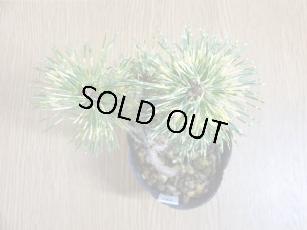 画像3: 斑入五葉松 花火(5) (3)