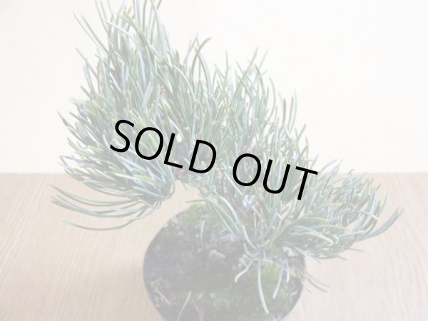 画像3: 五葉松(3) (3)