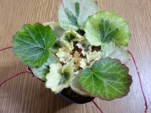 画像2: 斑入ユキノシタ 七変化 (2)