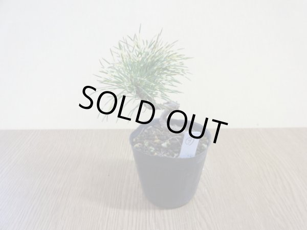 画像2: 斑入五葉松 花火(3) (2)