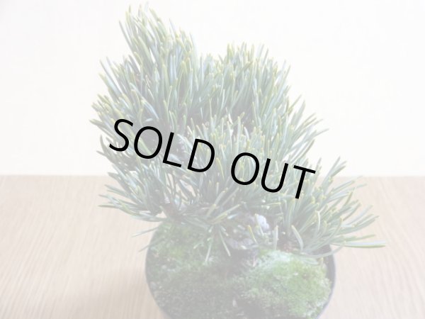 画像3: 五葉松(2) (3)