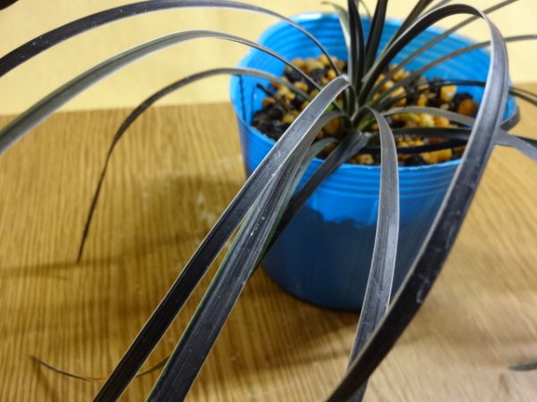 画像2: 斑入黒竜 黒竜錦 (2)