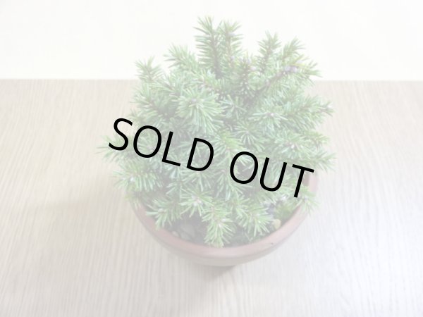 画像2: 蝦夷松 (2)