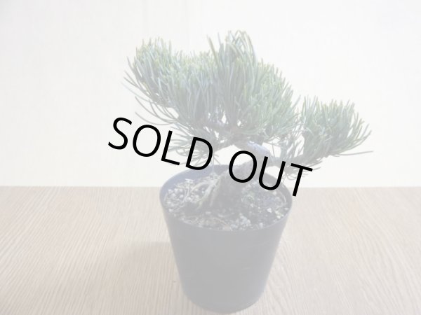 画像2: 五葉松(4) (2)