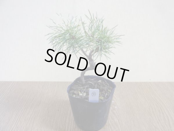 画像2: 斑入五葉松 花火(4) (2)