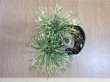 画像3: 斑入五葉松 花火(3) (3)