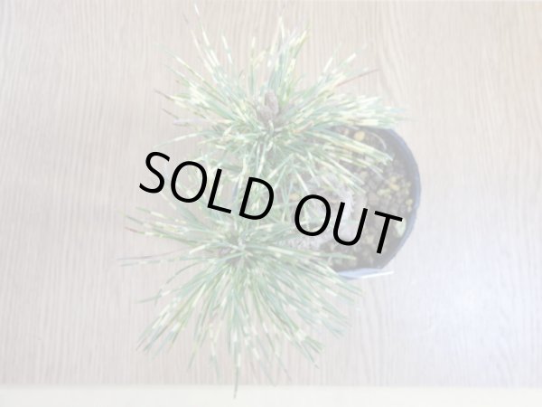 画像3: 斑入五葉松 花火(3) (3)