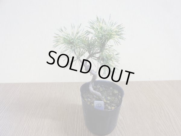 画像2: 斑入五葉松 花火(5) (2)