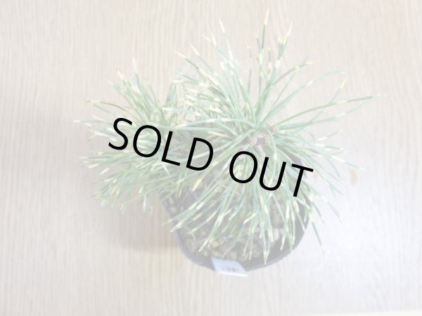 画像3: 斑入五葉松 花火(6) (3)