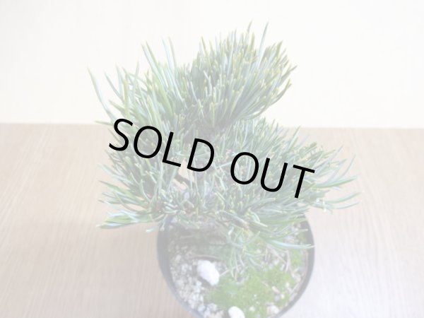 画像3: 五葉松(1) (3)