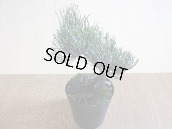 画像2: 五葉松(3) (2)