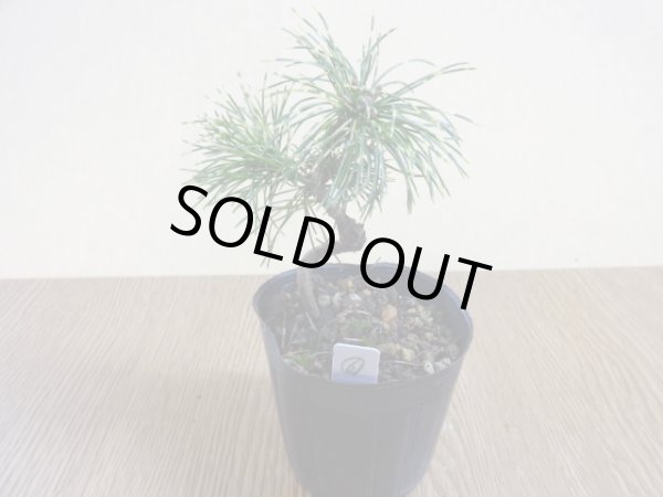 画像2: 斑入五葉松 花火(6) (2)