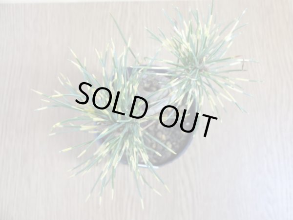 画像3: 斑入五葉松 花火(1) (3)