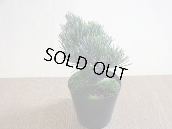 画像2: 五葉松(2) (2)