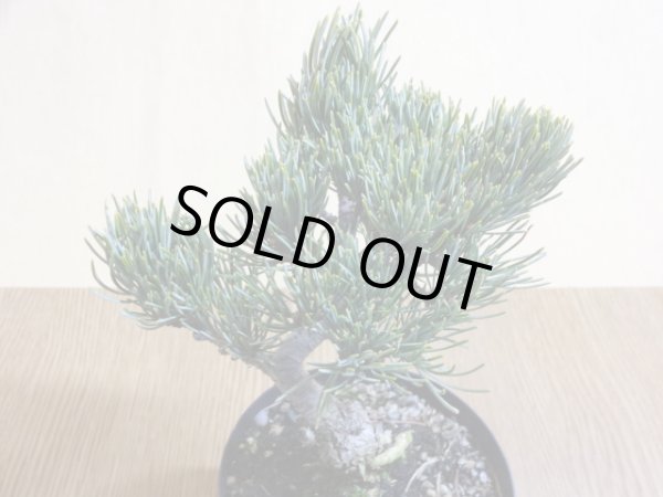 画像3: 五葉松(4) (3)