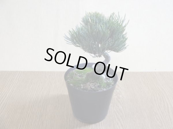 画像2: 五葉松(1) (2)