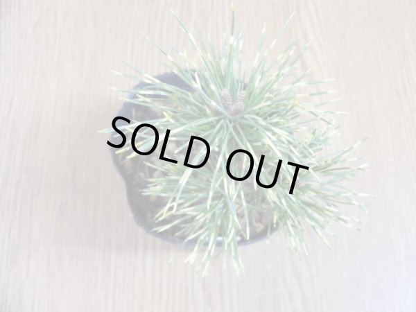 画像3: 斑入五葉松 花火(2) (3)