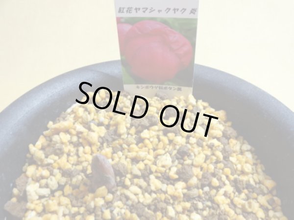 画像2: 赤花山シャクヤク 炎 (2)