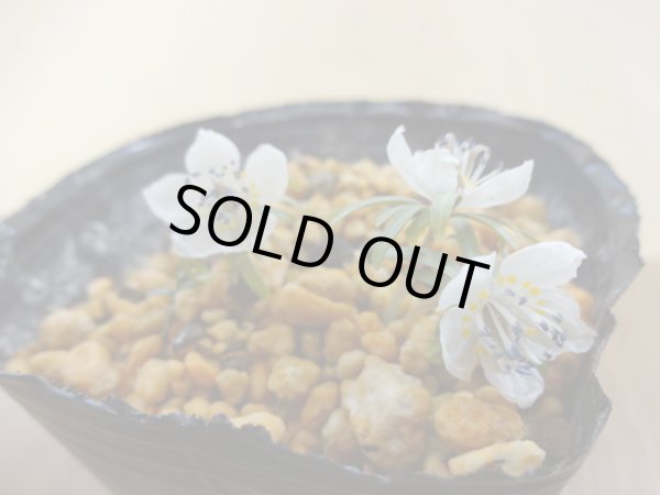 画像2: 日本セツブンソウ (2)