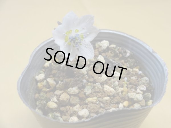 画像2: ヒナマツリソウ (2)