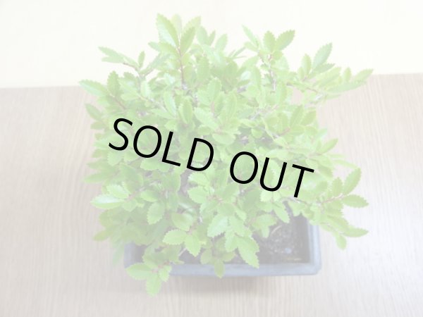 画像3: ニレケヤキ(3) (3)