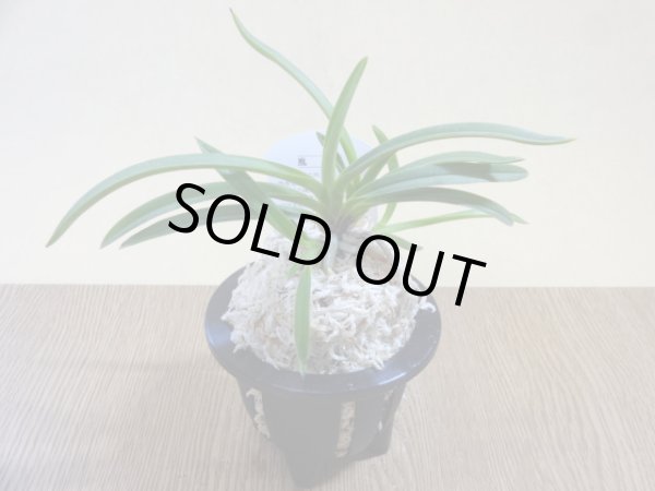 画像2: フウラン 青 (2)