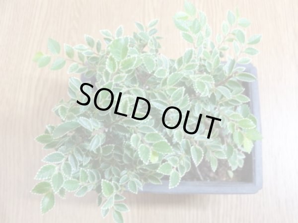 画像3: 金芽ケヤキ(2) (3)