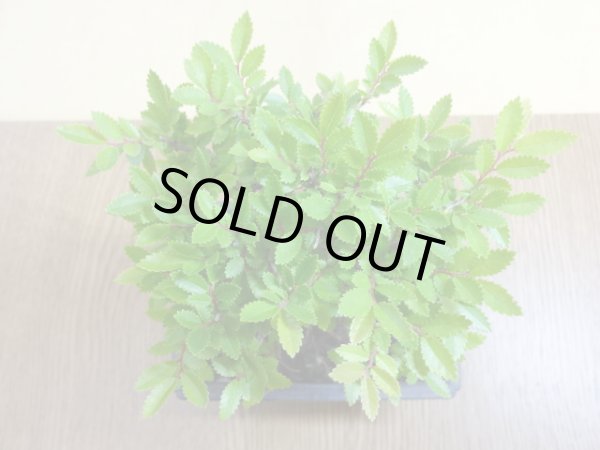 画像3: ニレケヤキ(4) (3)