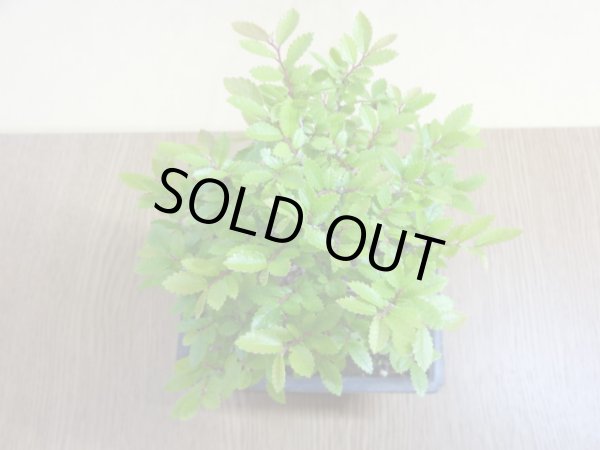 画像3: ニレケヤキ(1) (3)