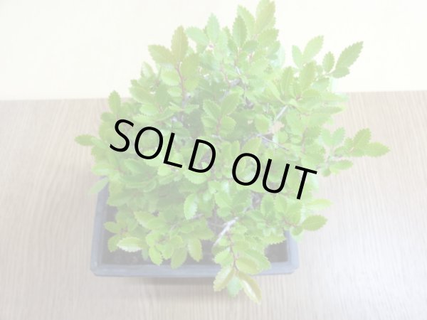 画像3: ニレケヤキ(5) (3)