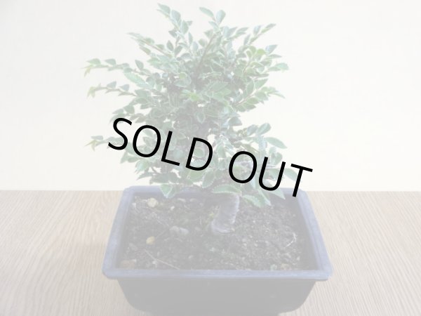 画像2: 金芽ケヤキ(3) (2)