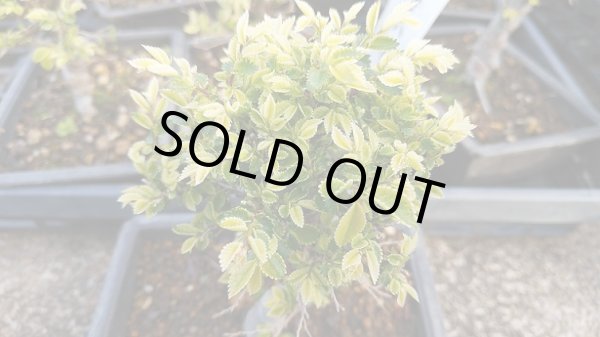 画像4: 金芽ケヤキ(4) (4)