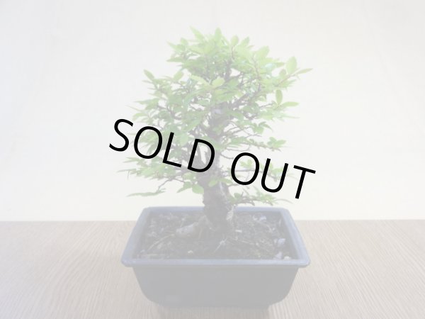 画像2: ニレケヤキ(1) (2)