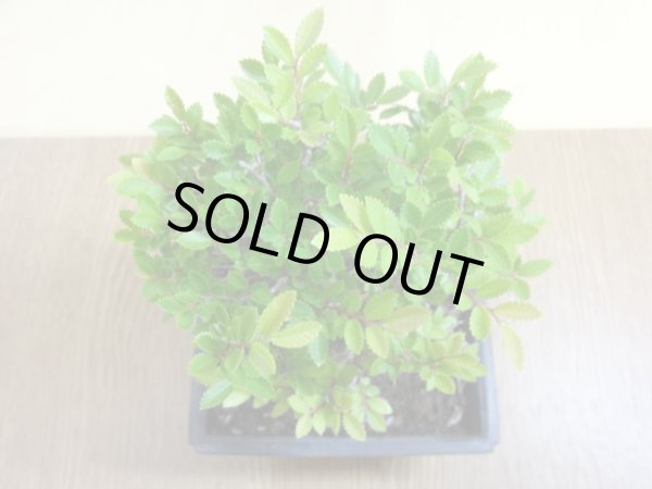 画像3: ニレケヤキ(2) (3)