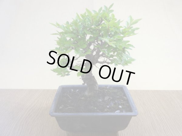 画像2: ニレケヤキ(4) (2)