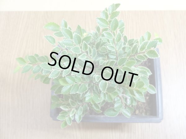 画像3: 金芽ケヤキ(3) (3)