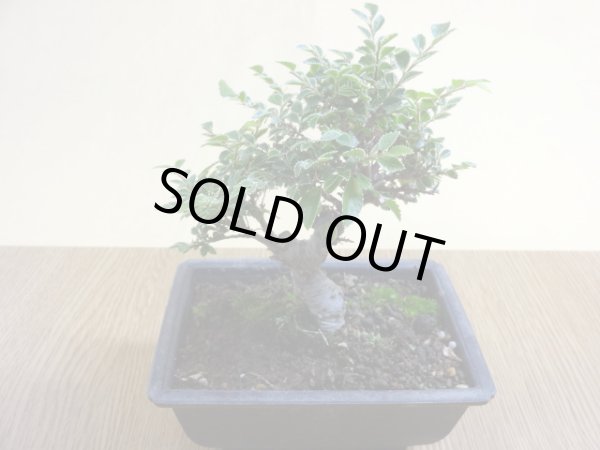 画像2: 金芽ケヤキ(4) (2)