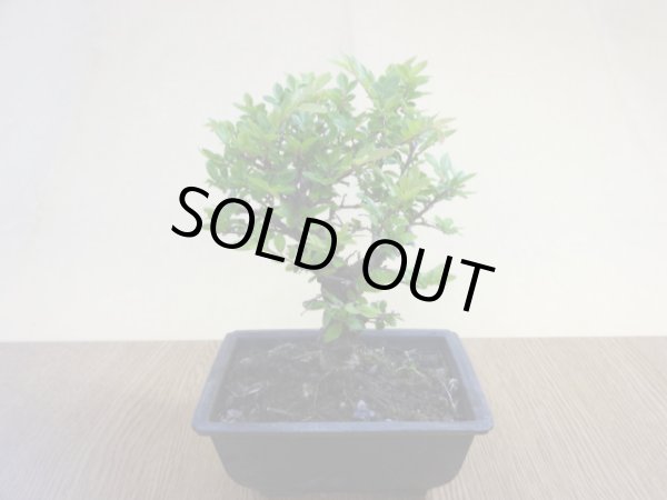 画像2: ニレケヤキ(2) (2)