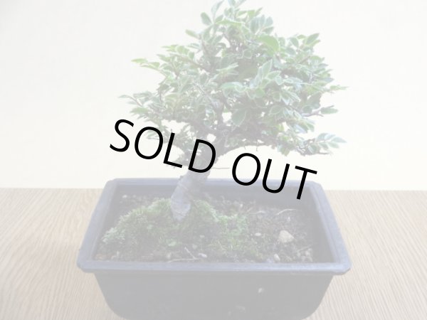 画像2: 金芽ケヤキ(1) (2)