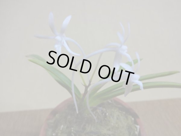 画像3: フウラン 青 (3)