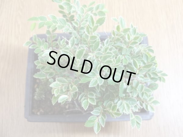 画像3: 金芽ケヤキ(1) (3)