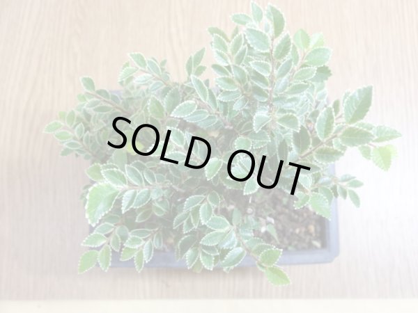 画像3: 金芽ケヤキ(4) (3)