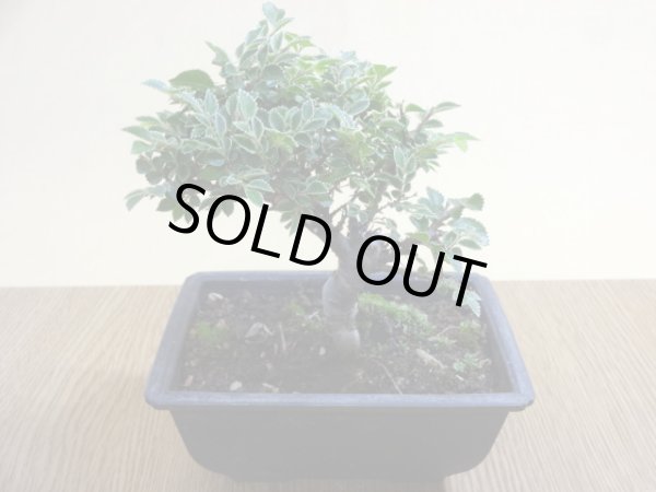 画像2: 金芽ケヤキ(2) (2)