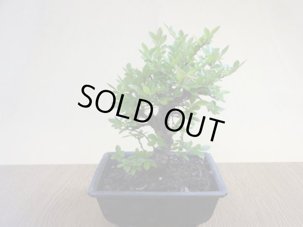 画像2: ニレケヤキ(5) (2)