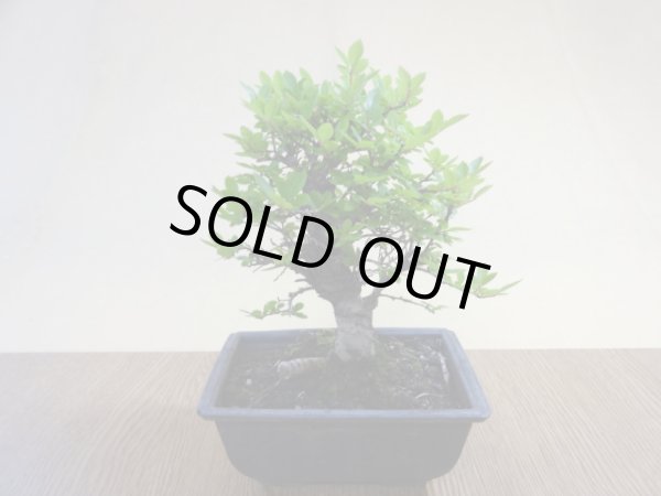 画像2: ニレケヤキ(3) (2)