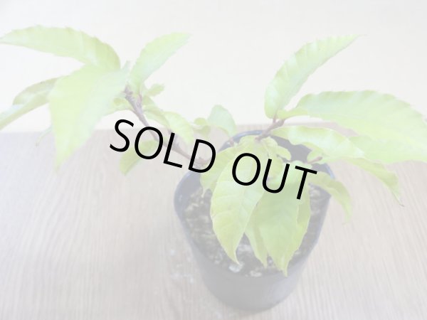 画像3: 栗 小品素材(2) (3)