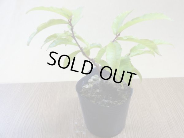 画像2: 栗 小品素材(2) (2)