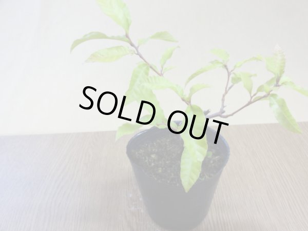 画像2: 栗 小品素材(3) (2)